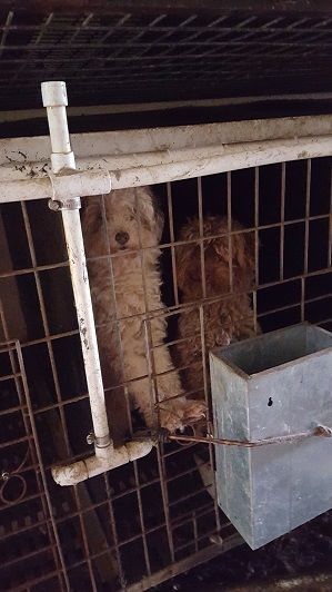 puppy_mill28.jpg